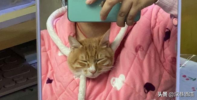 土猫可以当成宠物饲养吗？来！看看网友们是怎么回答的