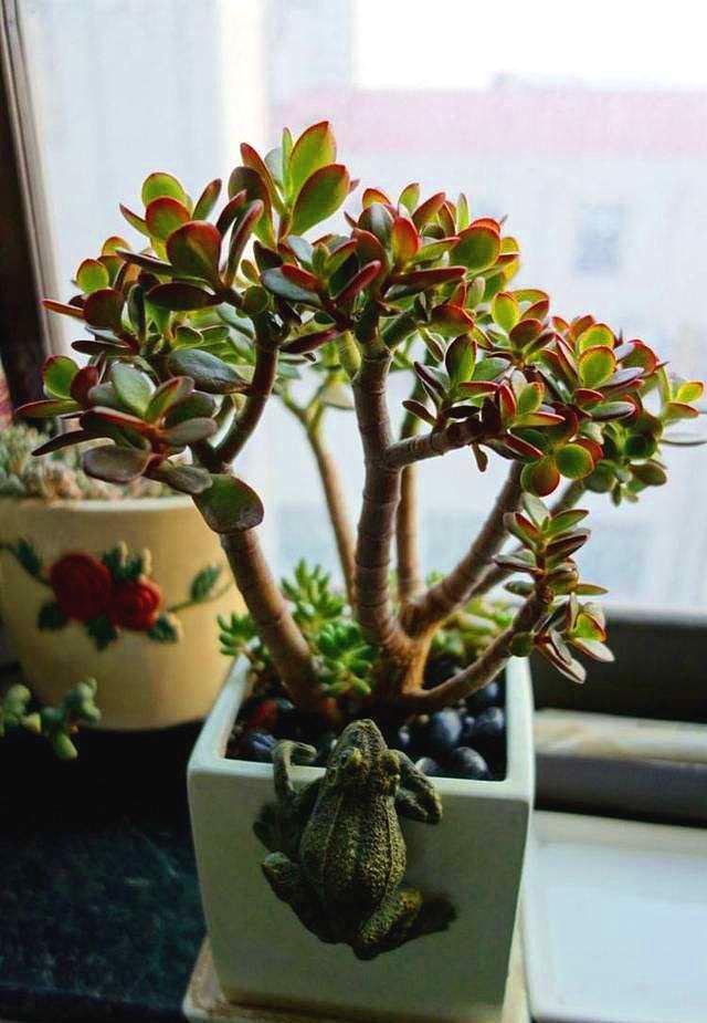 家有花卉盆景,家有绿植盆景