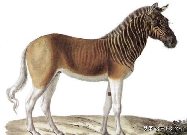 保护的小动物有哪些,保护类小动物