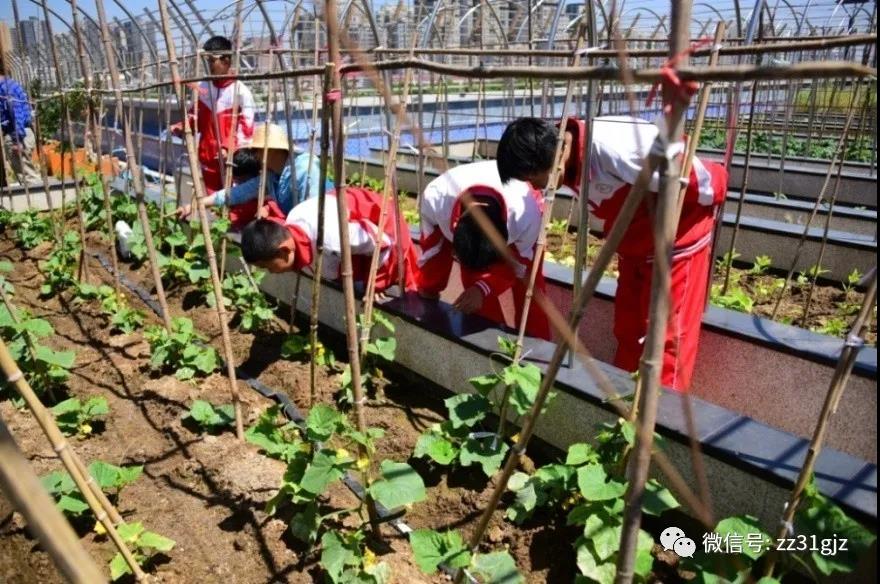 郑州31中美术加分,郑州31中校园