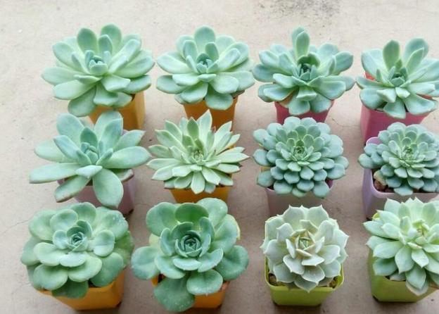 自带颜色又好养的多肉,和月亮仙子多肉相像的品种