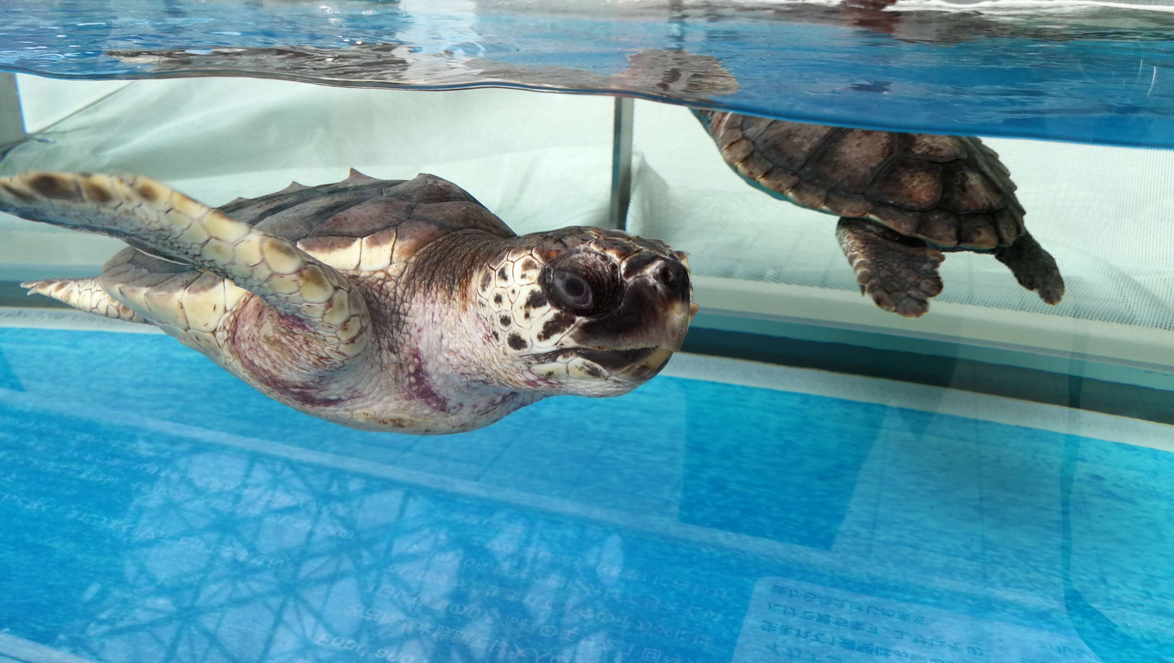 名古屋乐高乐园门票,日本名古屋乐高主题乐园