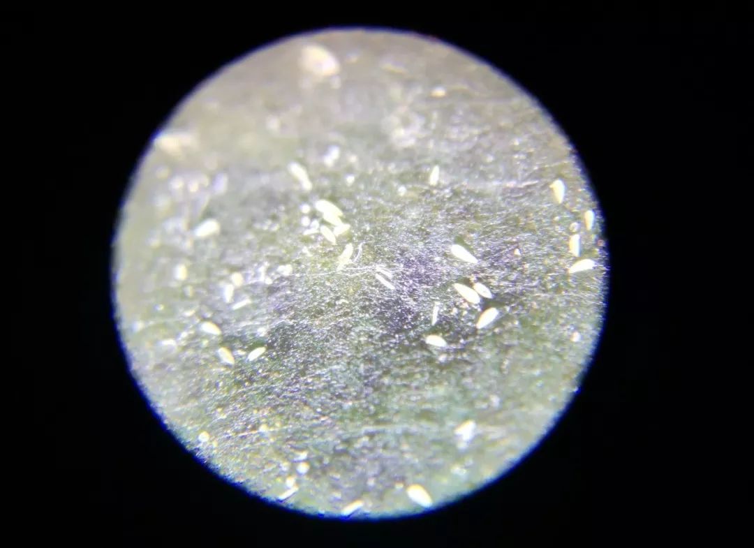 柑桔夏季高温高湿会产生什么病害,柑桔冬季急性炭疽病防治