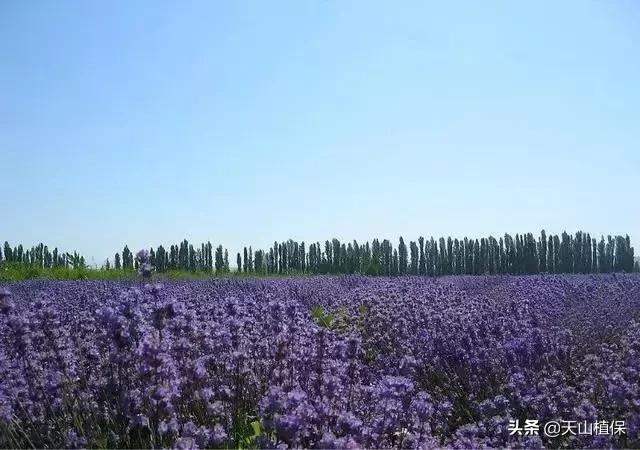 伊犁可克达拉草原,伊犁草原之旅