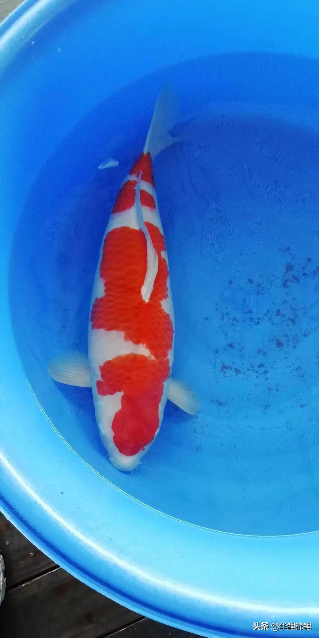 怎样养锦鲤鱼才能养好,怎样养锦鲤鱼不得病害