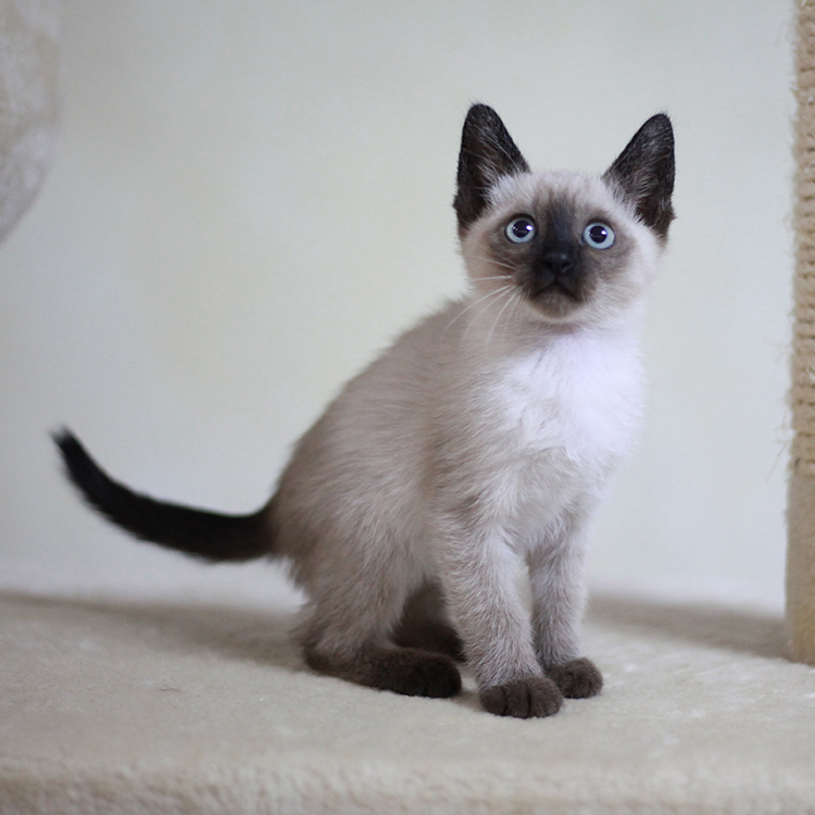 什么猫咪最好养而且又粘人新手,性格活泼开朗粘人的猫咪有哪些