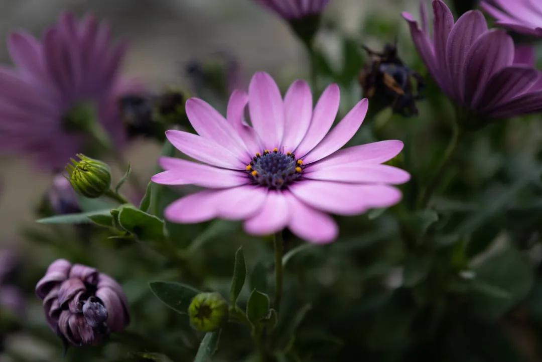 leicaq2和q3,leicaq2对比m10