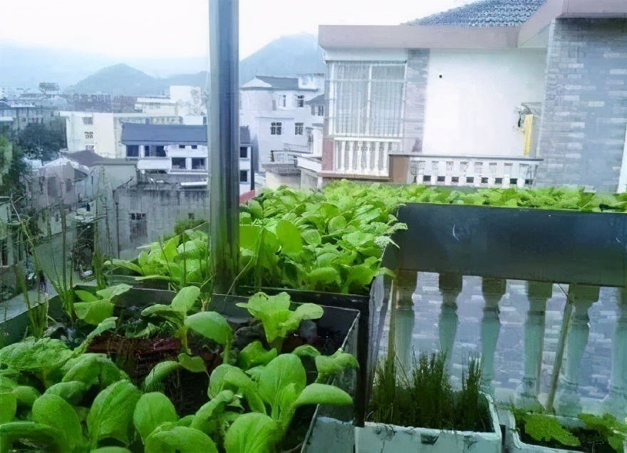 中国的种菜天赋要多离谱,中国种菜天赋惊呆外国人解说