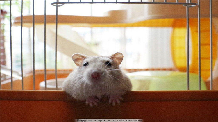 仓鼠越狱一天会躲在哪里,仓鼠越狱一次后执着的想跑