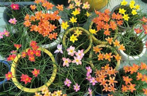 在家养花用的药,养花常见的虫子用什么药