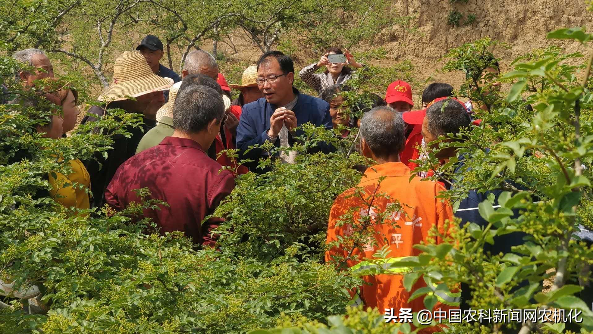 花椒大量落果怎么办,花椒树落果是怎么回事