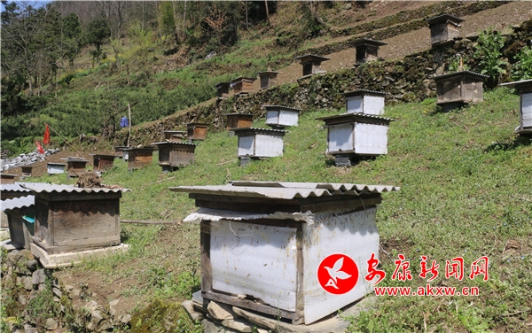 平利县：蜜蜂花间采蜜忙，酿出好“钱”景