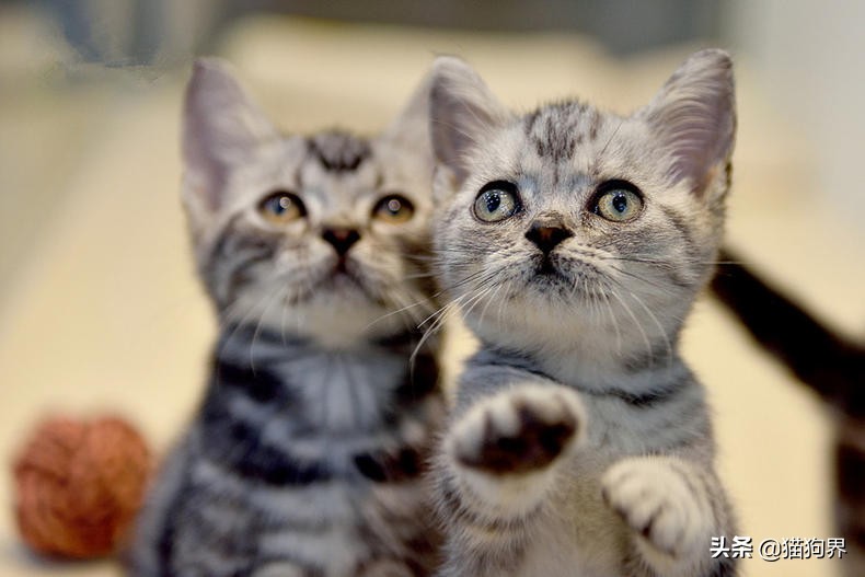 美短猫喂什么好,美短猫怎么喂有营养