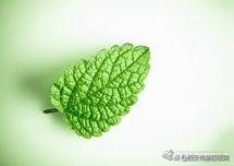 薄荷好处多又多夏日需常备,夏天薄荷的妙用以及它的神奇之处