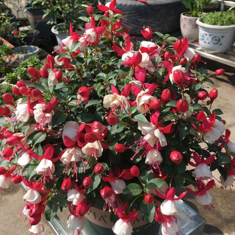 什么花寓意发财好运吉祥,寓意平安招财鸿运的干花