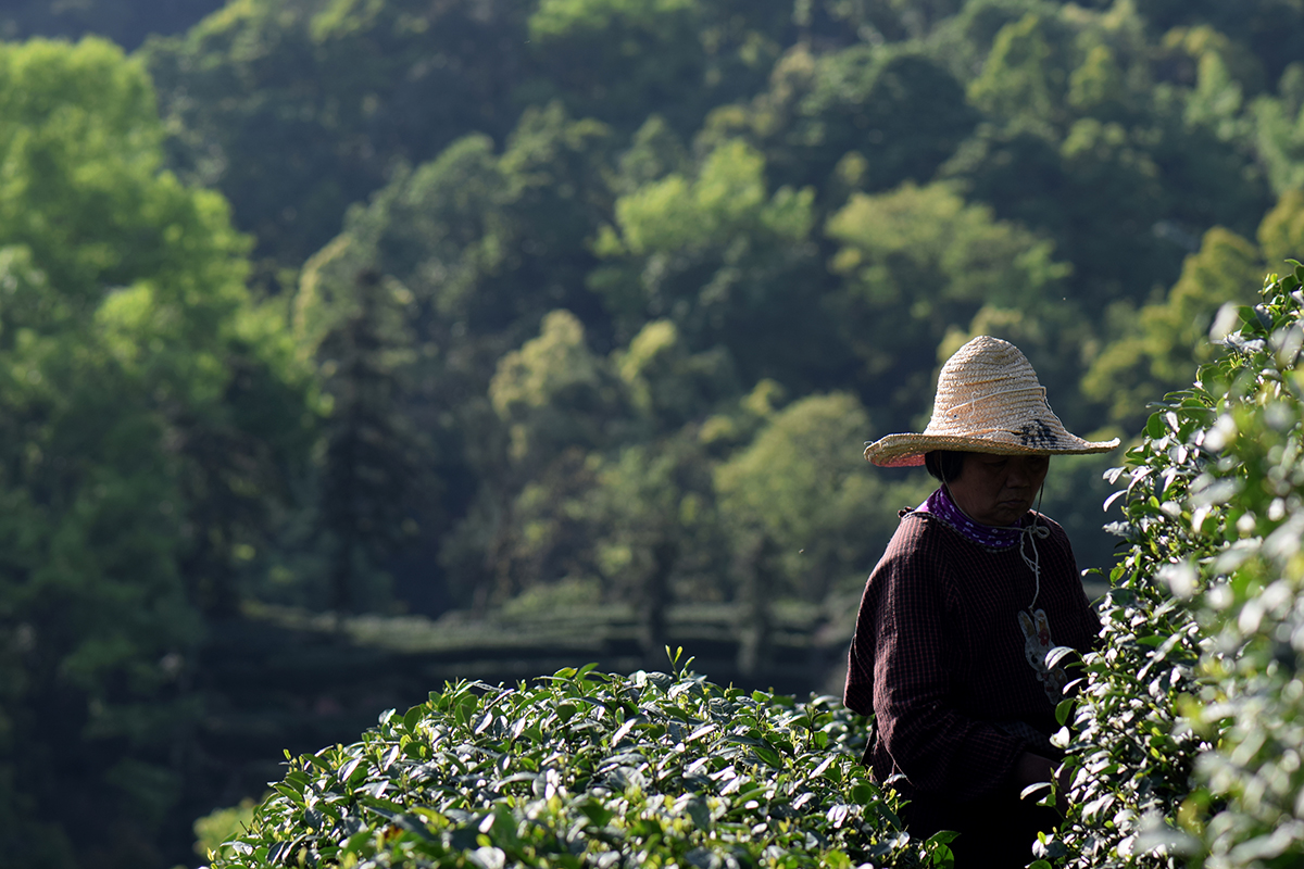 龙井哪里茶最正宗,龙井醉美山水茶