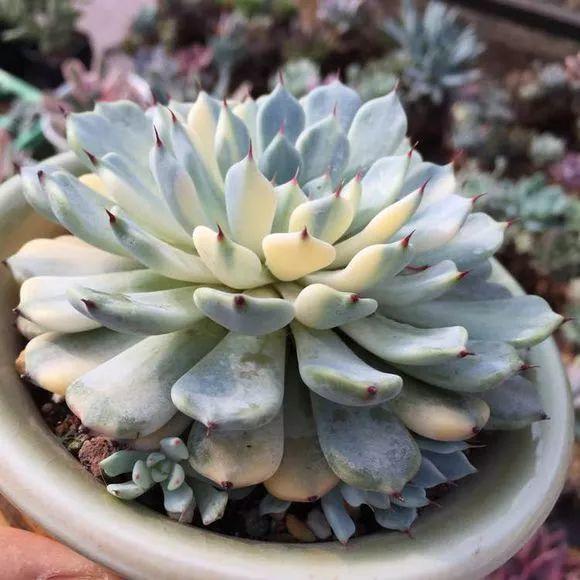 浇水后多肉还是发软,多肉发软需要浇水吗