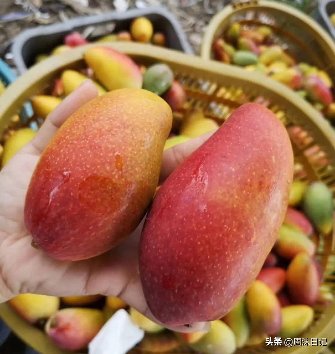 爆甜贵妃芒海南三亚,少吃点饭给榴莲留点空间