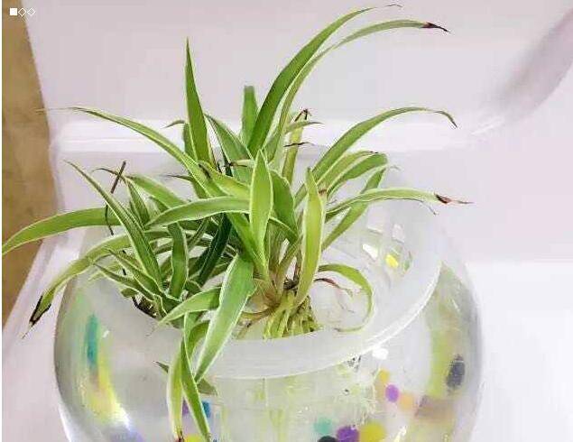 吊兰土培改水培后烂,吊兰土养能不能直接浇水