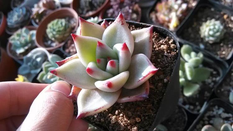 放暑假多肉怎么办,南方暑假不在家多肉怎么办