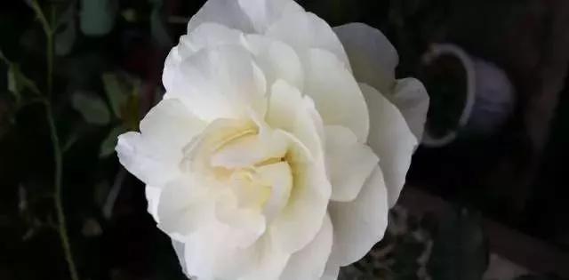 每天学习一点点各种花代表的花语,每天学习一朵花知识