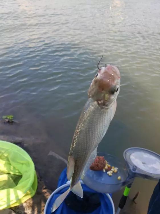 本汀金迦潘求败夜战罗非,本汀金迦潘求败评测