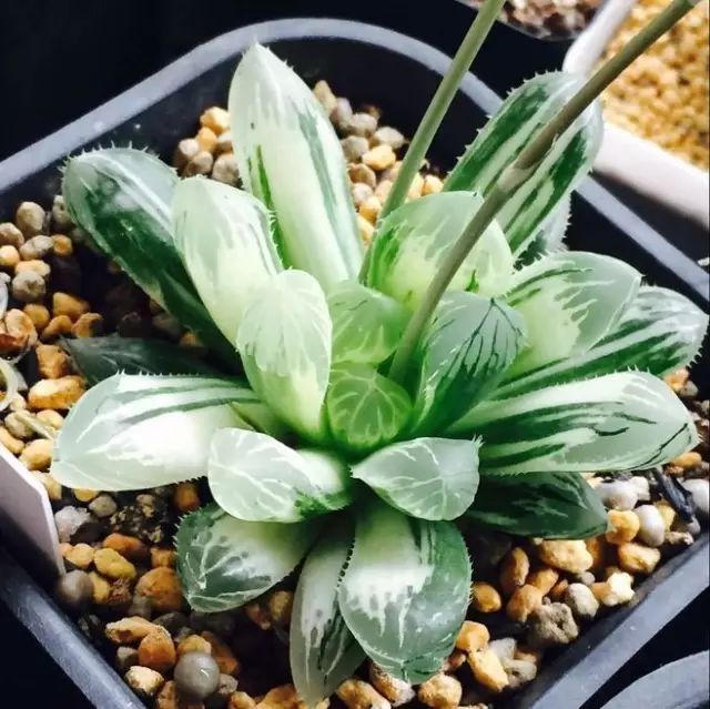 水晶的多肉植物有哪些品种,像水晶的多肉植物图片