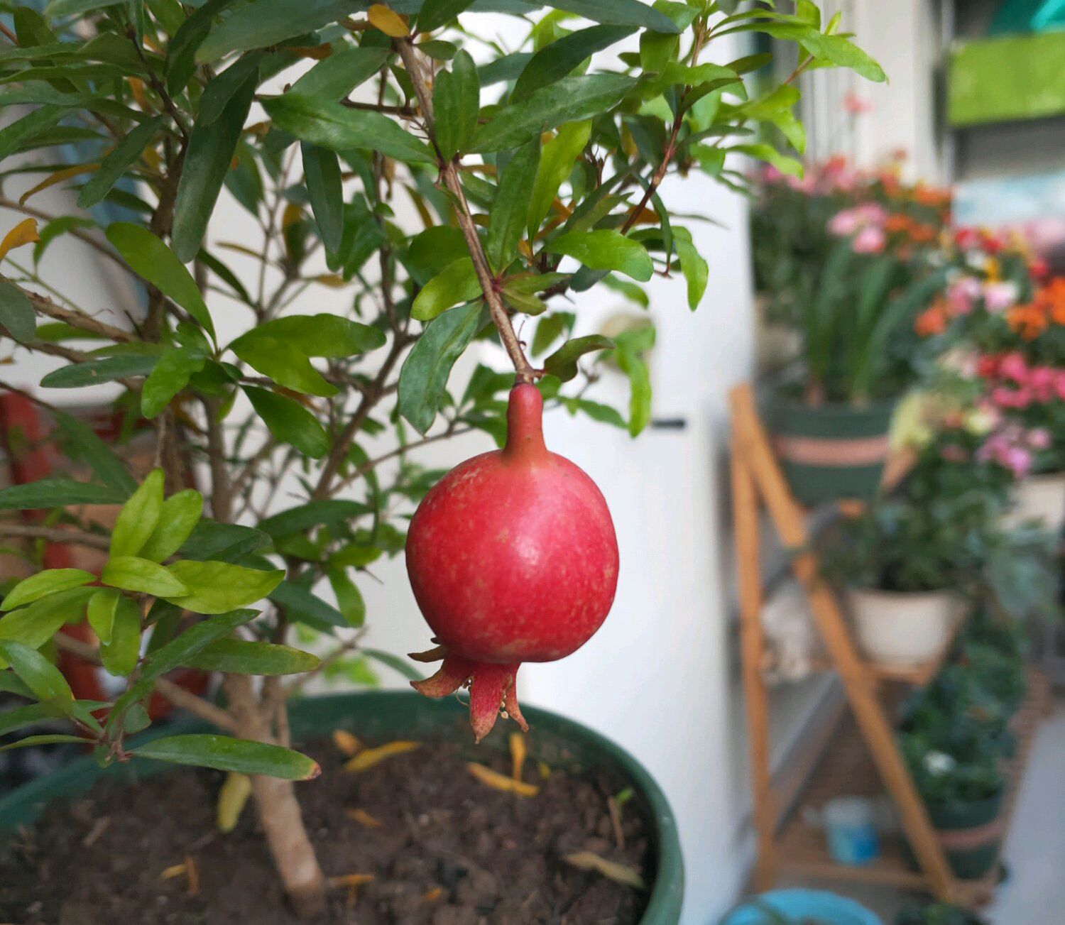 元宵节猜灯谜动植物,猜灯谜闹元宵带答案