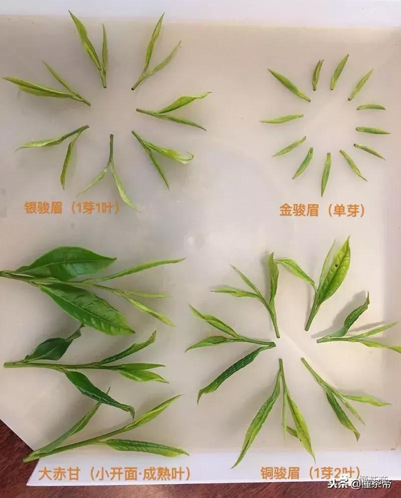 真正的金骏眉是什么样子的,你们喝金骏眉有没有感觉到有霉味