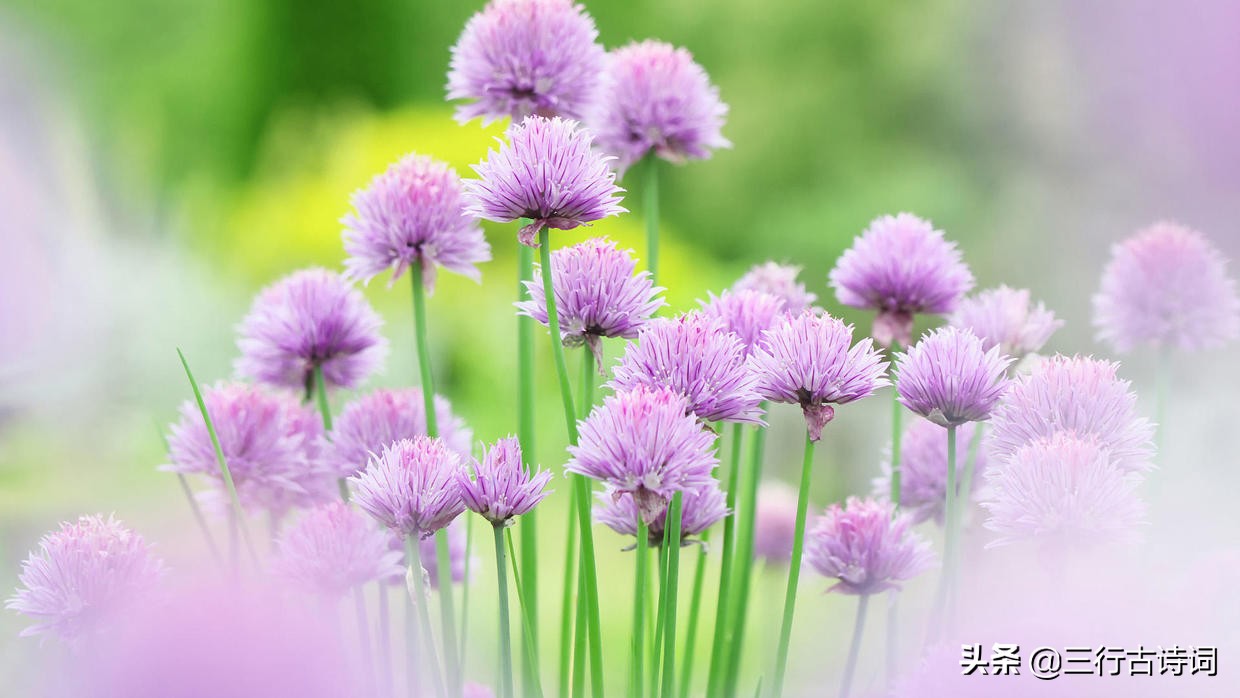 迎驾寒雪自听风，笑对冷霜傲苍穹