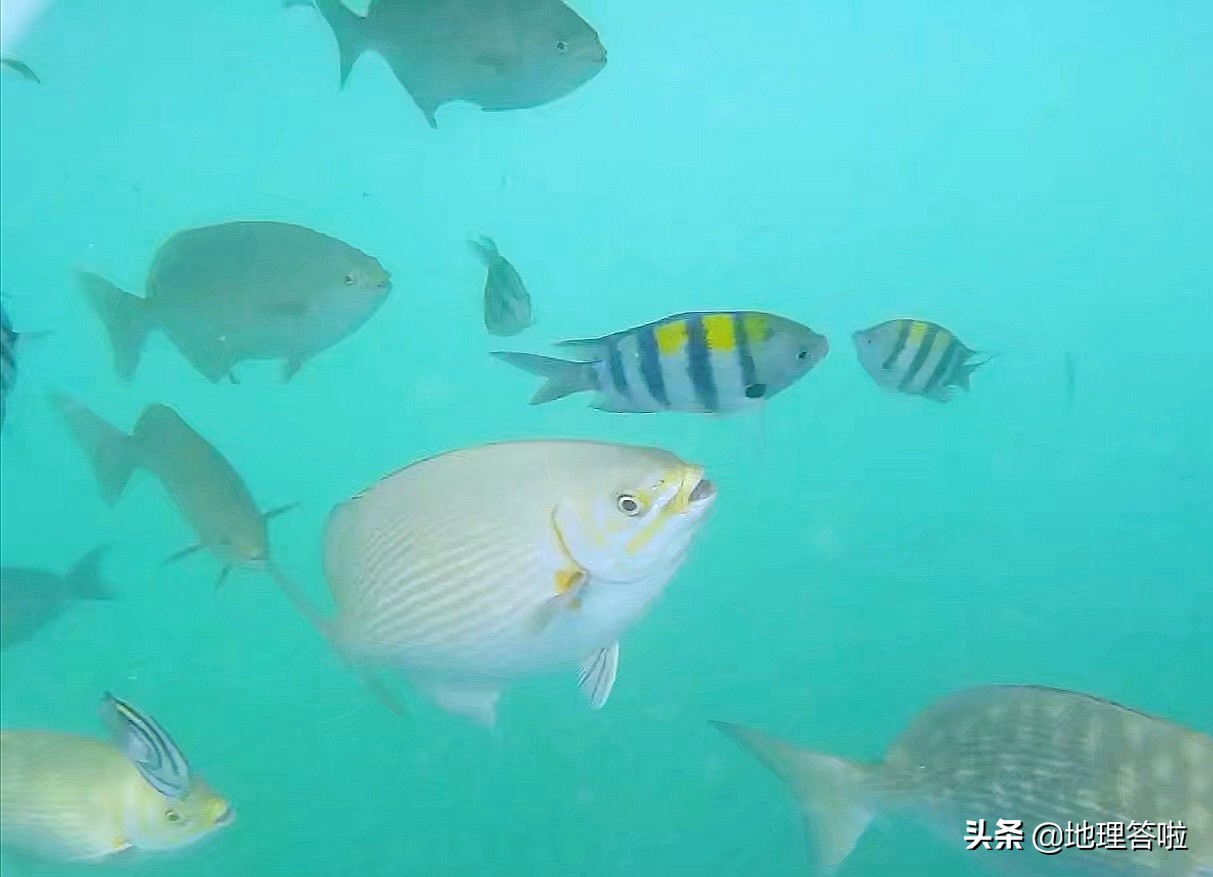 蓝梦岛潜水值得去吗,巴厘岛的潜水圣地蓝梦岛