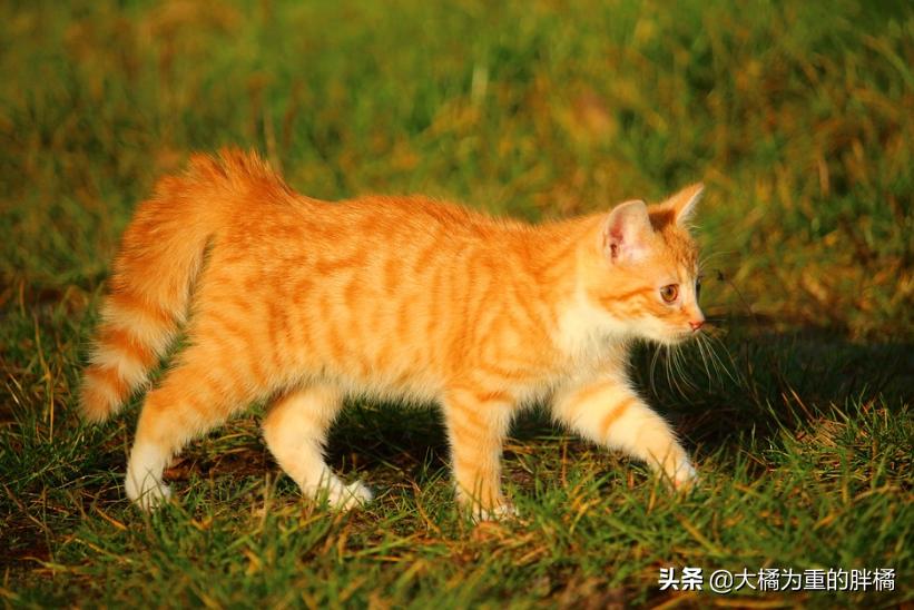 猫咪恐惧发出什么声音,猫咪生气了怎样安慰它