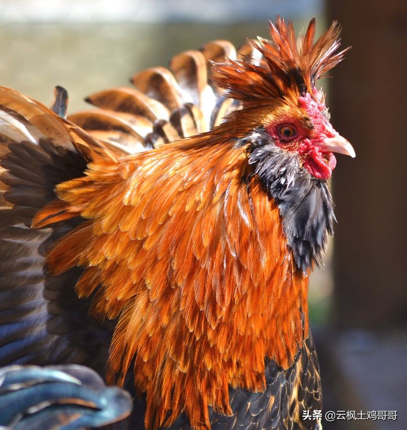 养鸡新城疫最佳配方,经典的养鸡户常用病毒类药物配方