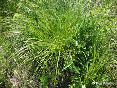 东北三宝的乌拉草是什么,东北三宝乌拉草是药材吗