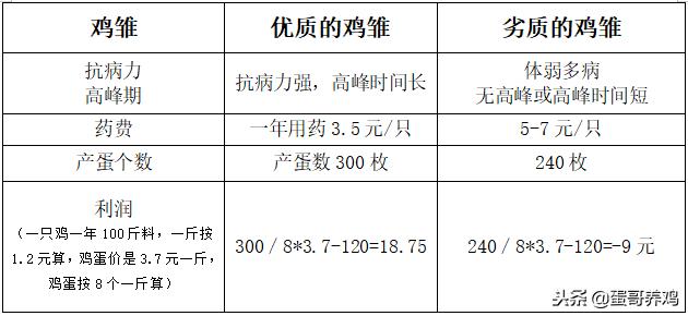 蛋鸡行情不好怎么挣钱,鸡蛋行情低迷如何增效