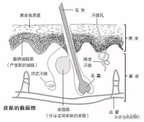 鼻头毛孔粗大是不可逆的吗,油性皮肤毛孔粗大不可逆吗