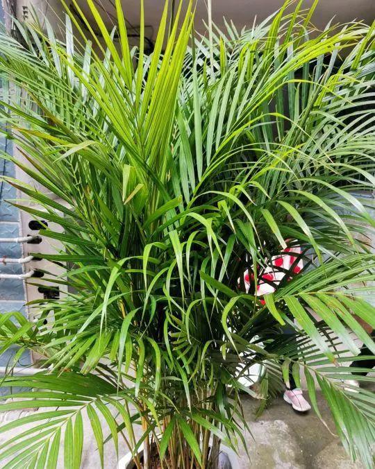 养花除甲醛最快的方法,屋内养花能吸甲醛吗