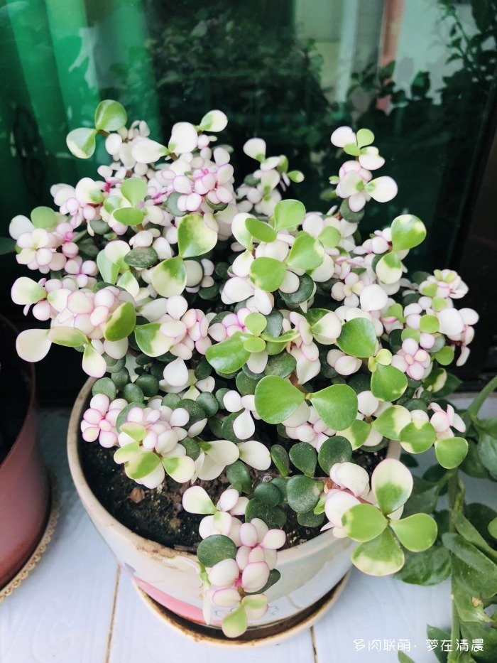 澶忚姳鏈夊摢浜涜姳,澶氳倝鏈夎姳鏈夋灉