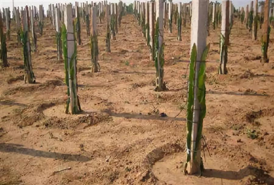 燕窝火龙果种植技术辅导,农广天地火龙果种植技术