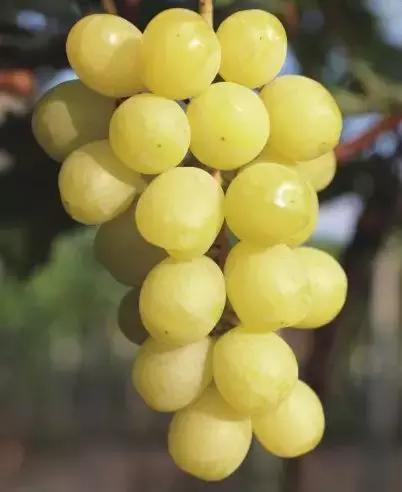 葡萄新品种发展潜力,未来5年最具潜力的葡萄品种