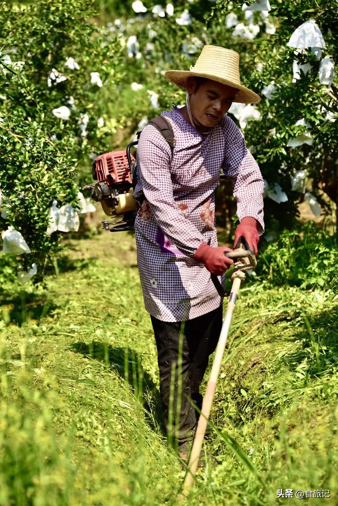 哪种突尼斯软籽石榴最好吃,突尼斯软籽石榴可以喝的石榴