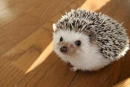 刺猬浑身都是宝,刺猬养殖技术大全