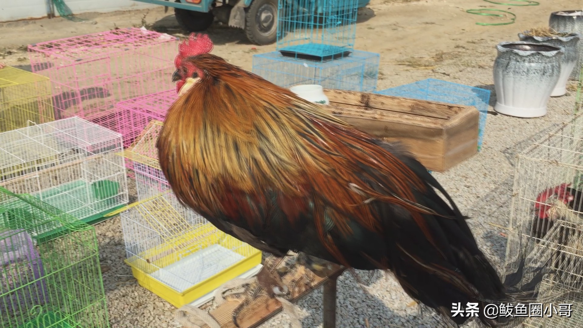 年前的红旗大集,红旗大集的历史