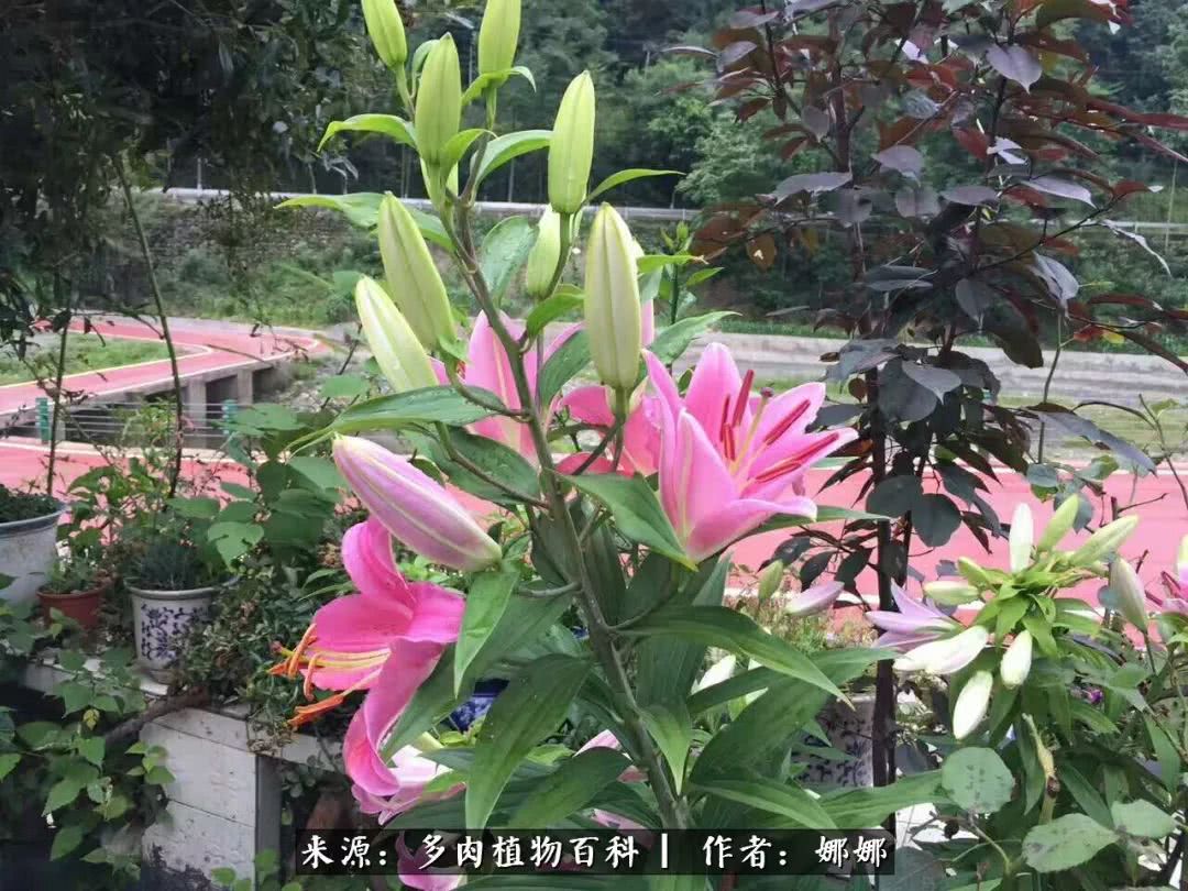 篱笆花开情常在，守你一生不变！