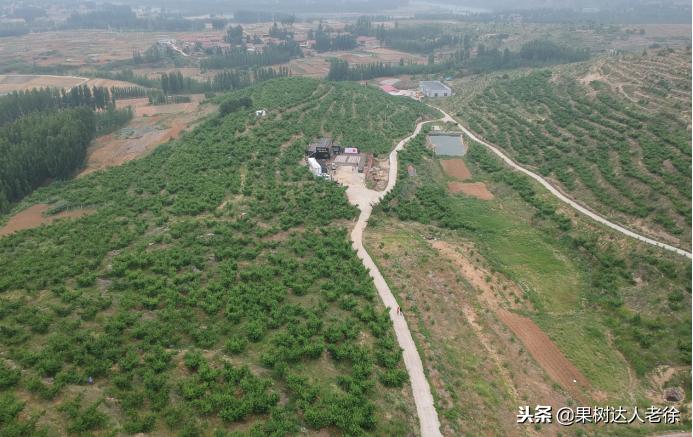 种植桃树的间距是很有讲究的,科学合理的种植模式