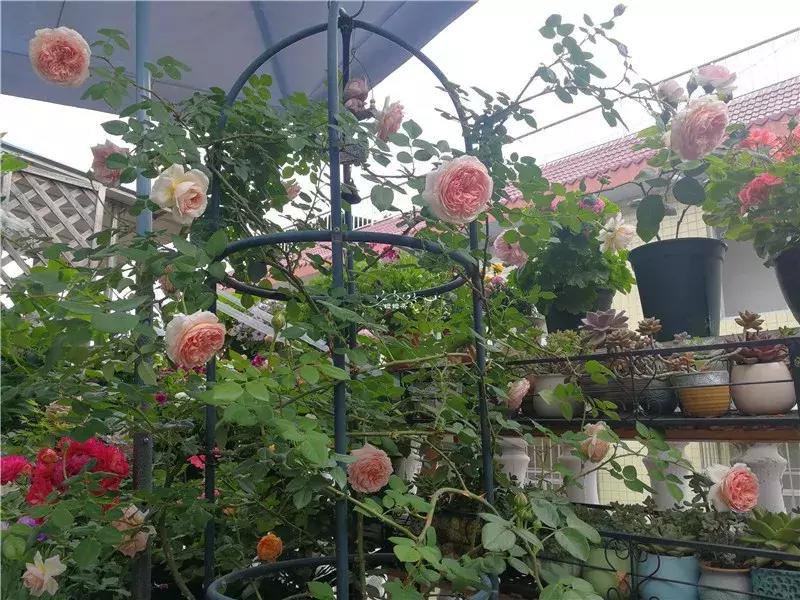 天竺葵的养护视频,垂吊天竺葵的养护