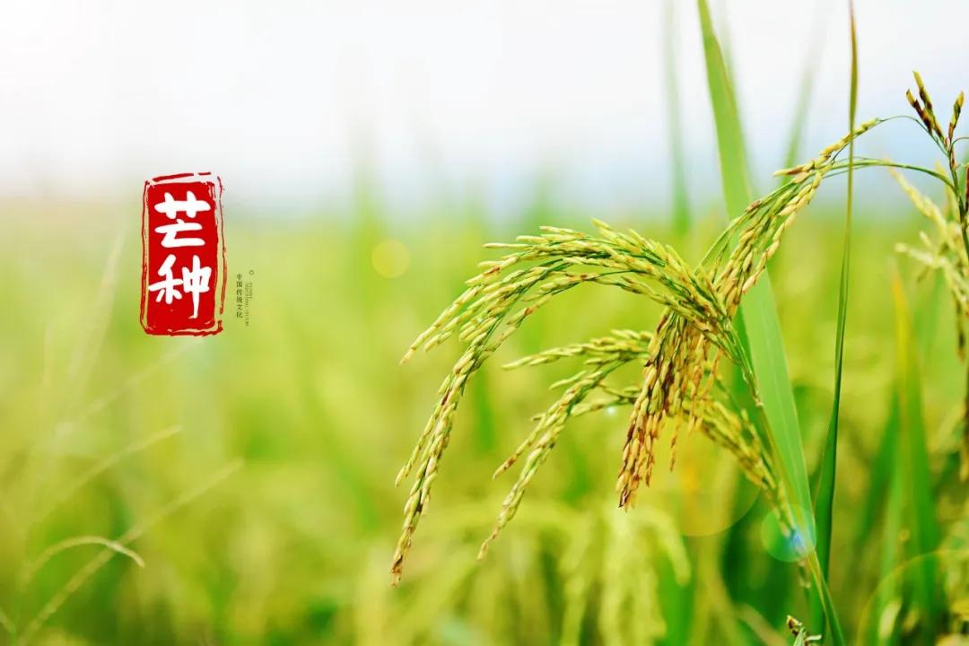 写作积累30首芒种诗词读起来真美,最经典的十首芒种诗词