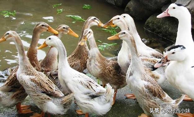 防治鸭瘟的最佳方法,鸭瘟的症状及防控方法