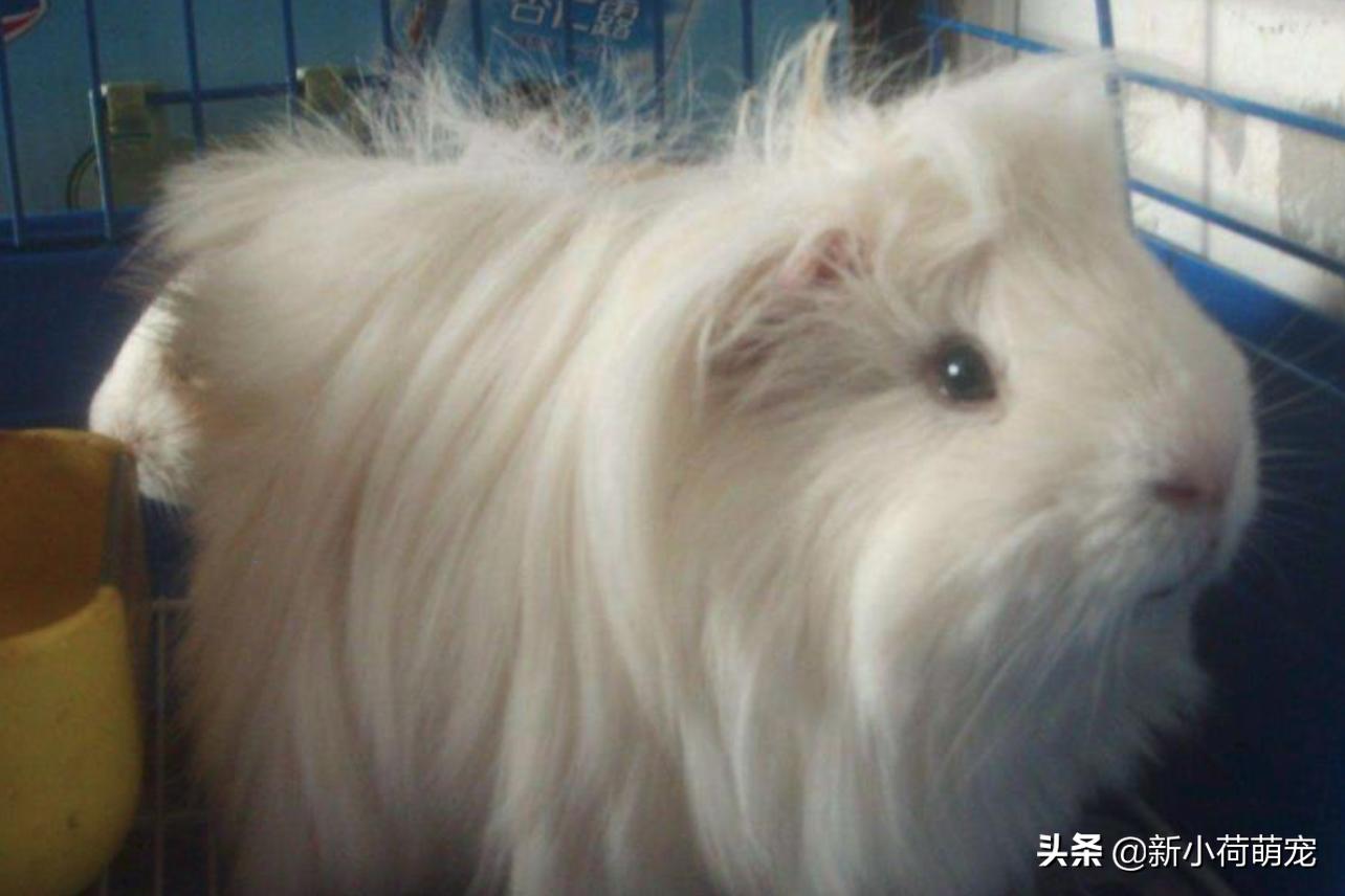 打开手机就是猫猫狗狗？我想你需要这7个“新鲜有趣”提提神