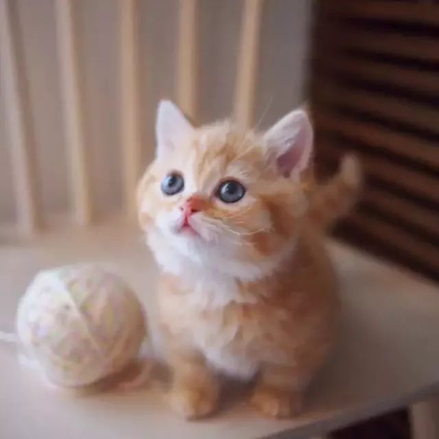 “不行了，我血槽已空，这么萌是怎么长得呢！？”